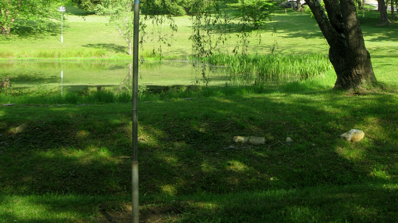 Bird feeder on a tall pole away from tree