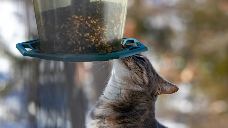 Cat sniffing a bird feeder outdoors