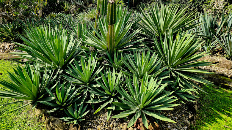 Agave plants with spiky leaves