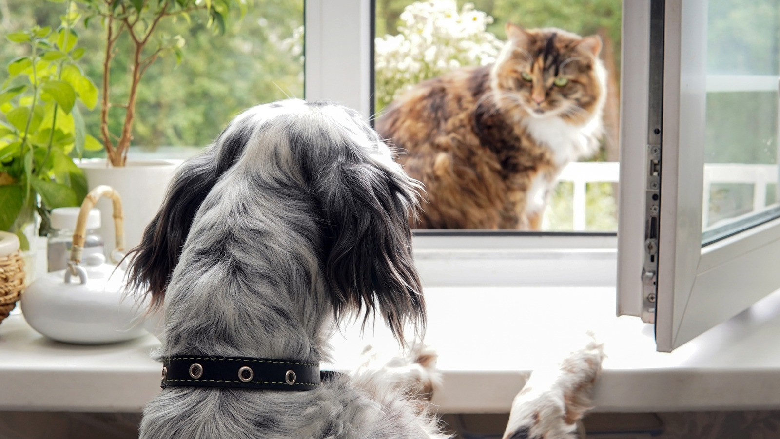 Keep Pets From Scratching Windowsills With This Unattractive Yet