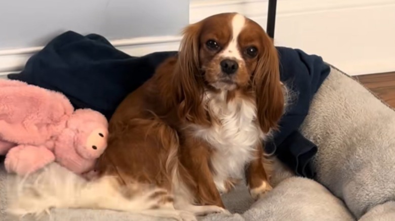 Cavalier King Charles spaniel dog sitting in her bed
