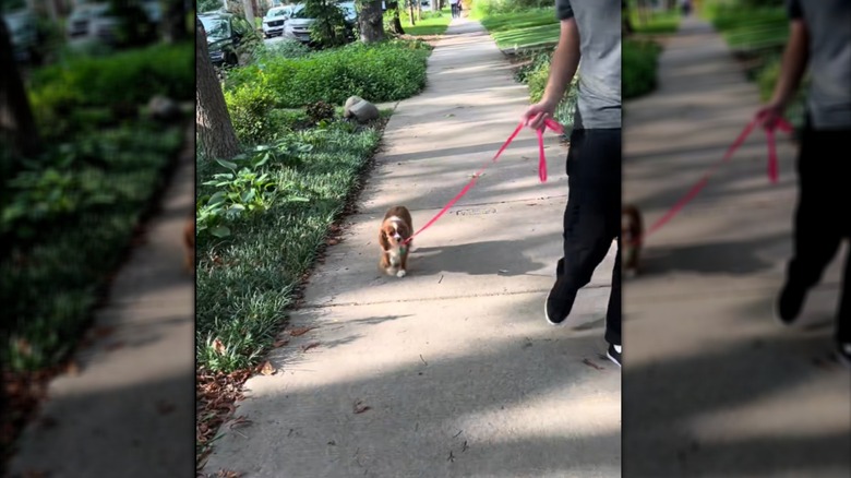Cavalier King Charles spaniel on a sidewalk