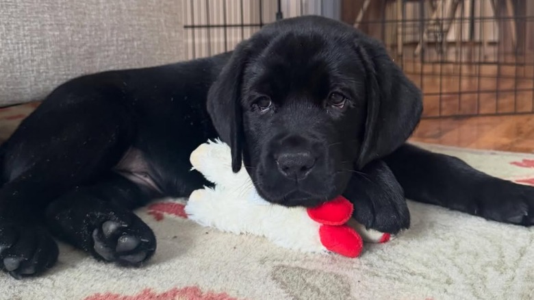 Black lab puppy with stuffed toy
