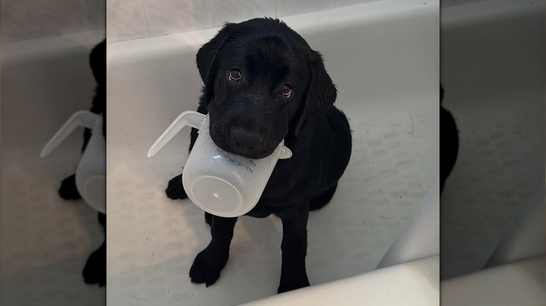 Labrador puppy chewing on measuring cup