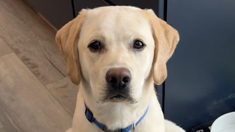 This yellow lab from TikTok is still learning to puppy pounce.