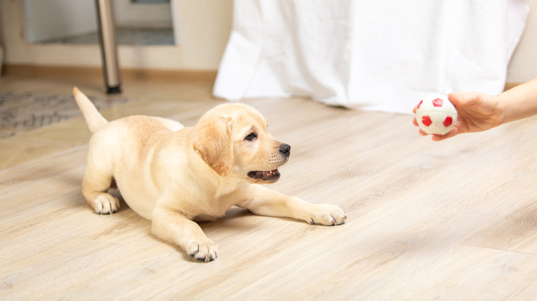 Labrador retriever puppy playing with a ball