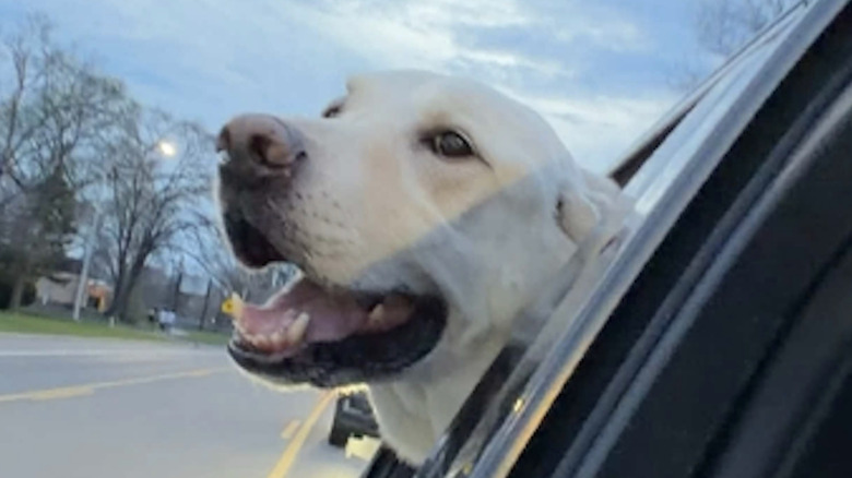 A happy Labrador retriever takes a car ride on TikTok.
