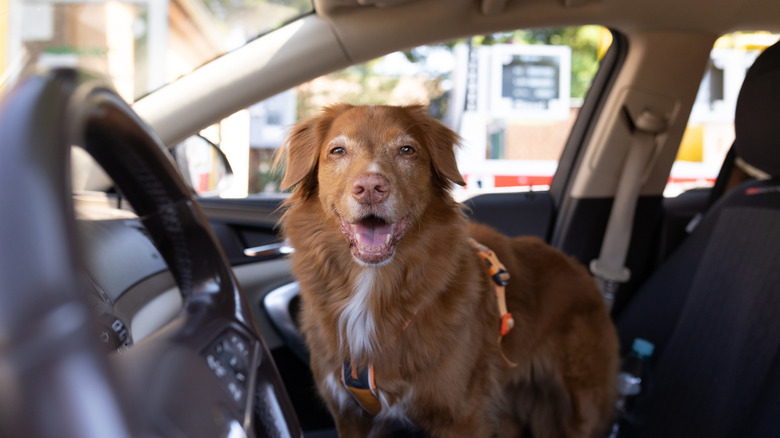 A happy dog inside a car.