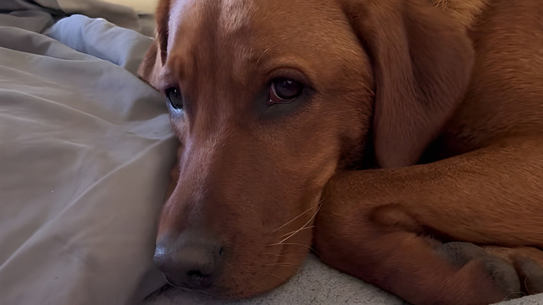 Close-up of a Labrador retriever