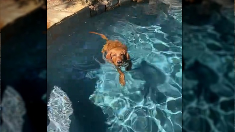 Labrador retriever puppy in a swimming pool