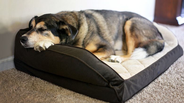 A large, older dog lies on a dog bed