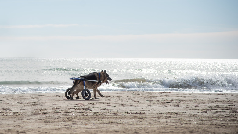 A German shepherd dog with degenerative myelopathy has been fitted with wheels to support its back legs, and is happily exploring a sandy beach