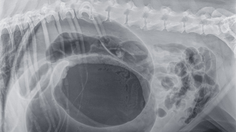 An X-ray of a dog that shows gastric dilation and torsion