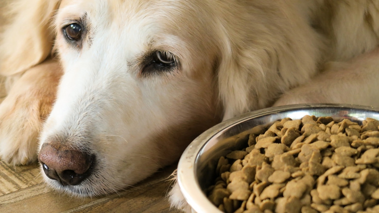 A golden retriever looks sad while lying beside a bowl of food