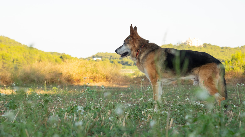 An older, shepherd-mix dog stands outside in the mountains, looking off to the side in a full-body profile