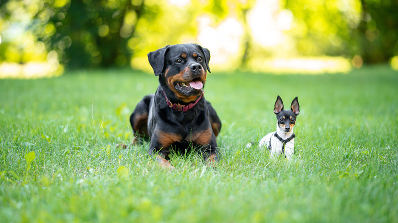 A large Rottweiler and a tiny fox terrier sit beside each other in the grass