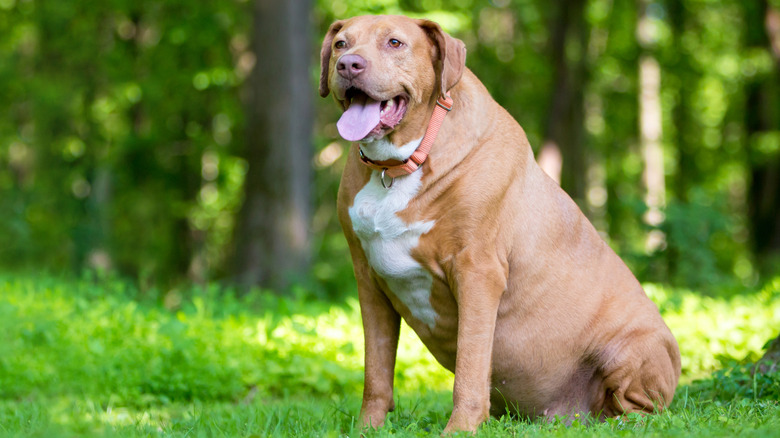 An extremely heavy mixed-breed retriever sits outside in a grassy, sunny spot