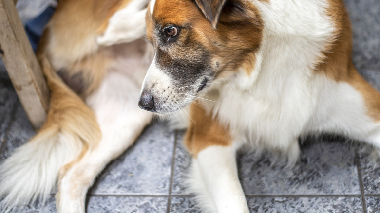 A large, brown and white dog scratches behind its ear, looking preoccupied