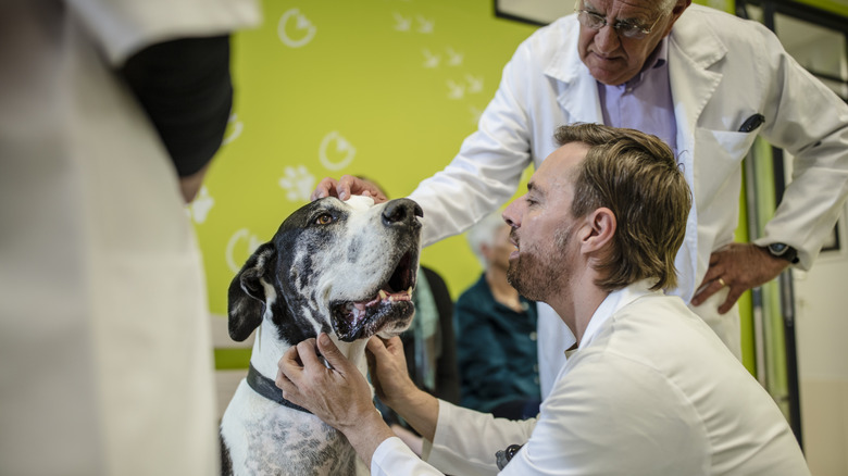 A Great Dane is examined by a male veterinarian while another watches