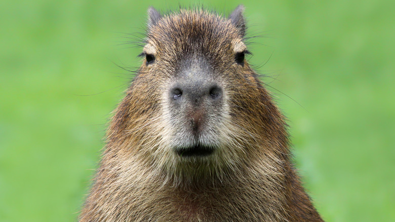 A capybara looks straight at the camera.