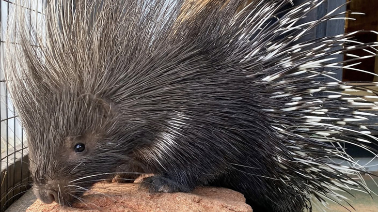 A porcupine named Henry from Safari Stayz in Oklahoma.