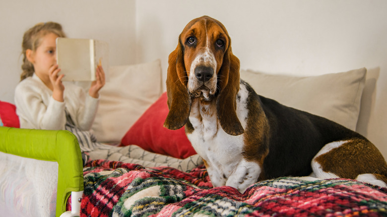 A Basset hound sitting on a bed with a reading little girl.