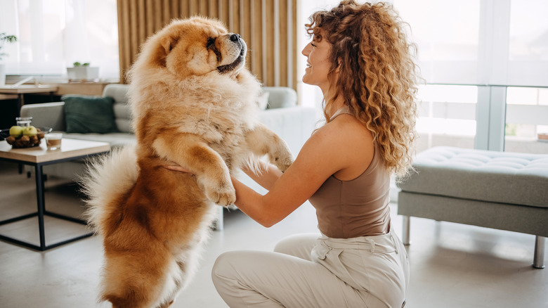 A chow chow standing on its hind legs, playing with a kneeling woman.