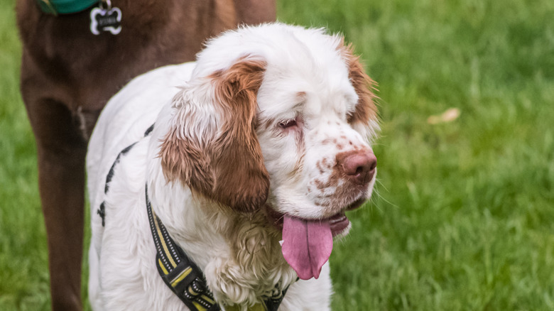 A Clumber spaniel standing on grass in front of a taller brown dog.