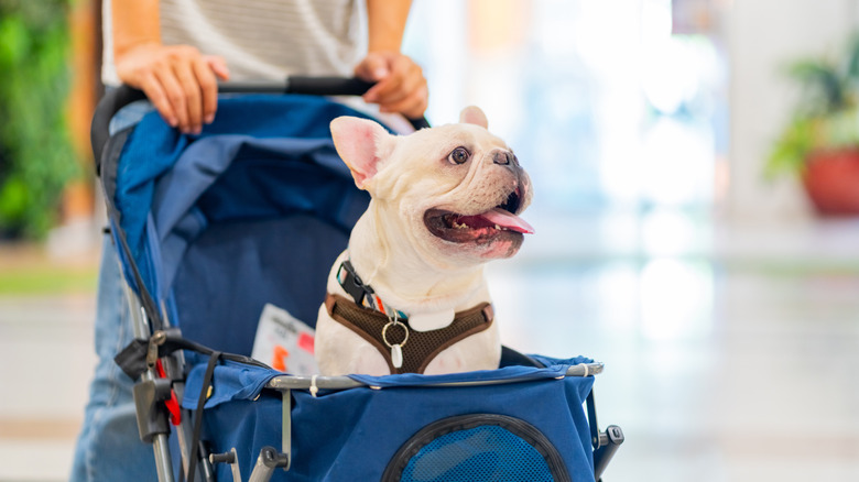 An open-mouthed French bulldog being pushed in a stroller.