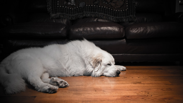 A Great Pyrenees dog snoozing next to a couch