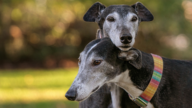 Two greyhounds nuzzling outdoors.