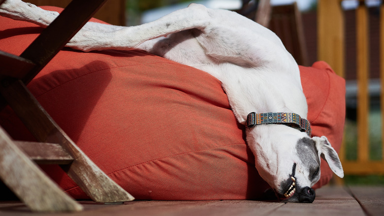 A sleeping greyhound dog lying on an orange dog bed.
