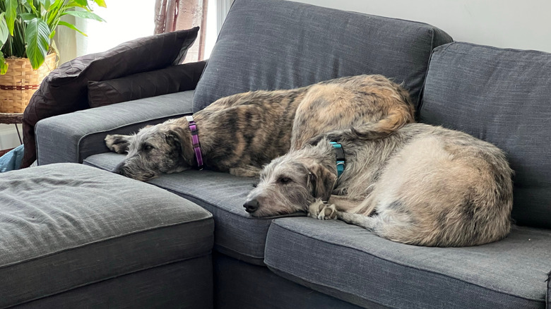 Two Irish wolfhounds on a couch