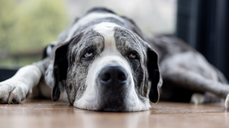 A black-and-gray Great Dane lying on the floor.