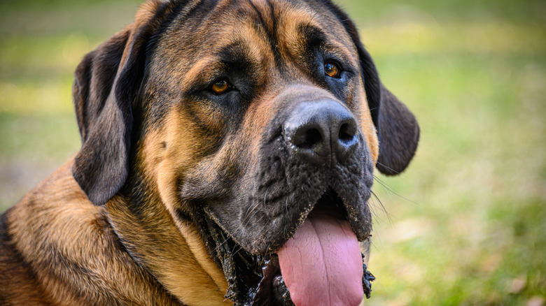 A large mastiff outdoors with its tongue sticking out.
