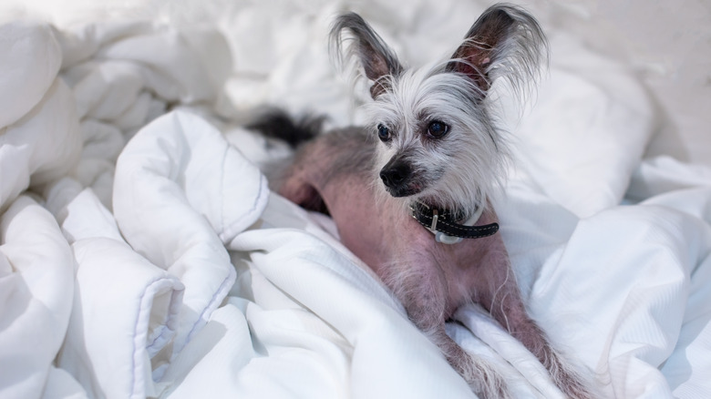 Chinese crested dog cuddling in blankets