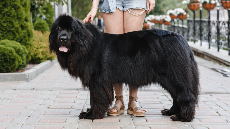 A woman in shorts walking a black Newfoundland dog.
