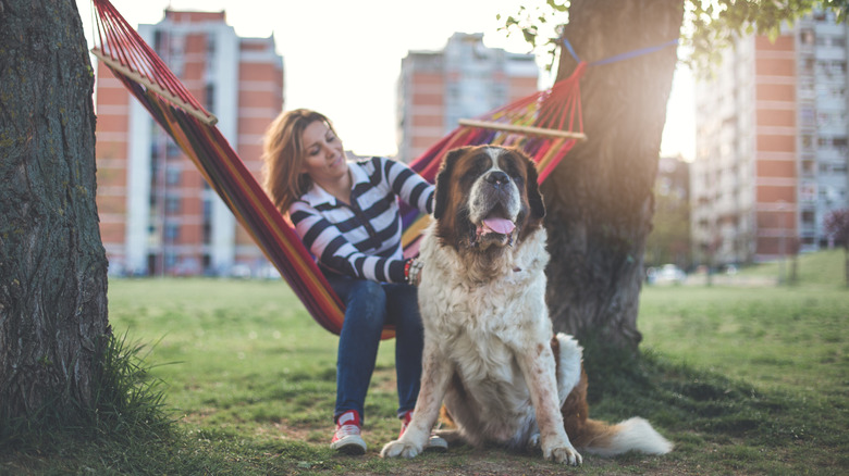 A large Saint Bernard sitting outdoors with a woman in a hammock