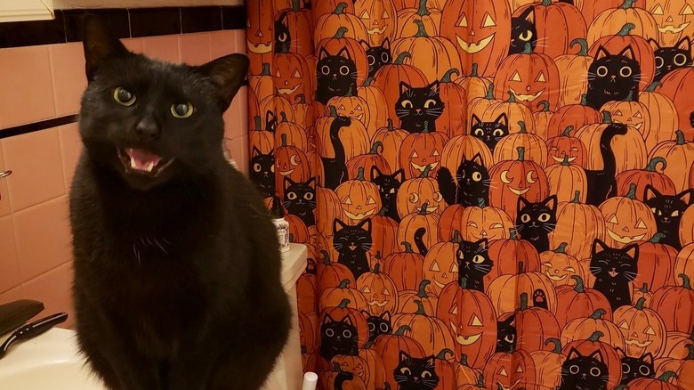 black cat posing next to shower curtain with black cats on it.
