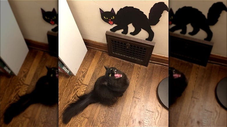 black cat yawning in front of halloween decoration.