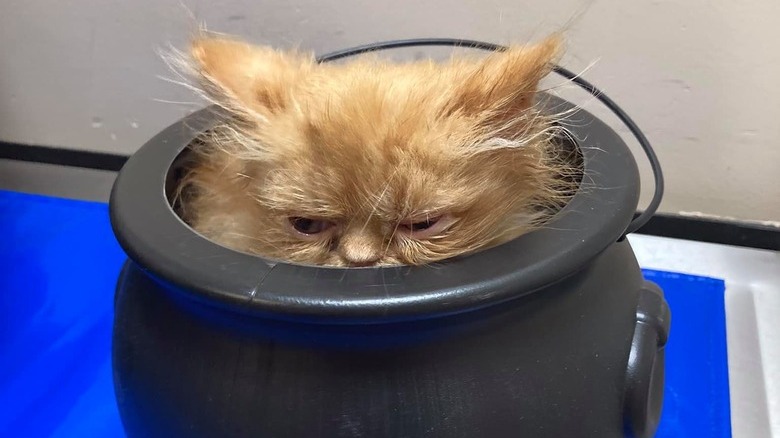 orange cat napping in plastic black couldron, their head is poking out.