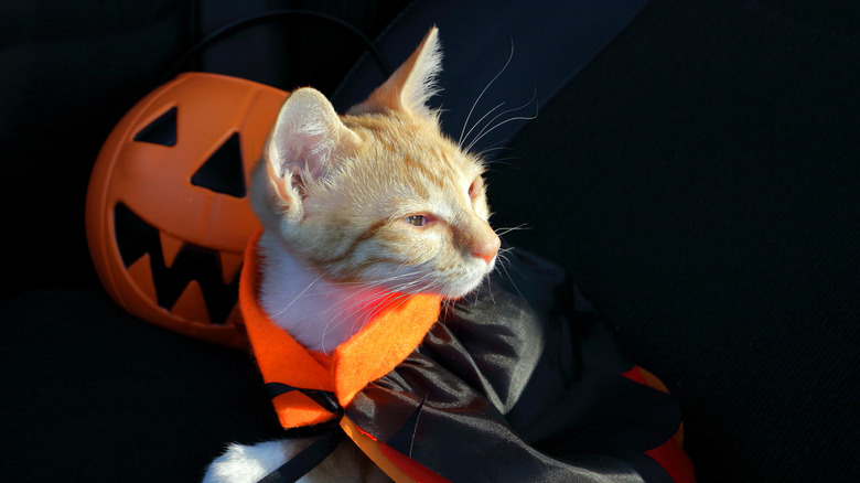 Dracula cat with a pumpkin