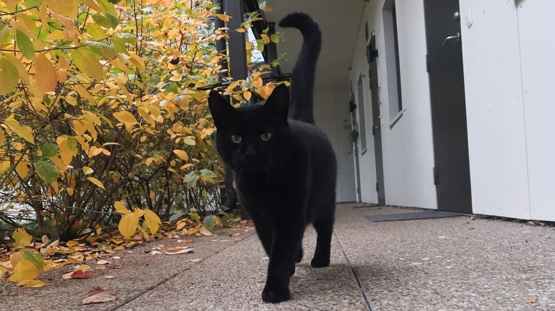 black cat slinking towards camera.
