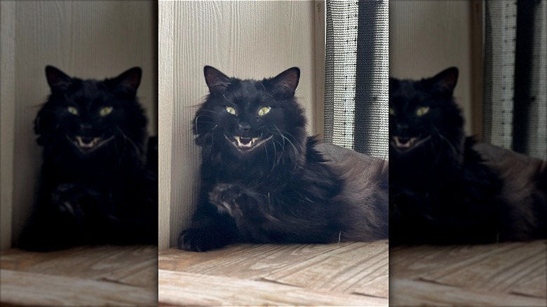 black cat smiling.