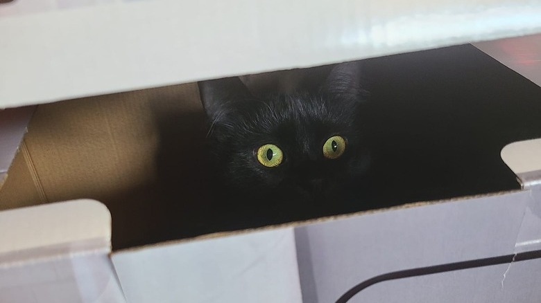 black cat hiding in cardboard box.