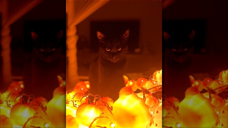 black cat posing with light up pumpkins.