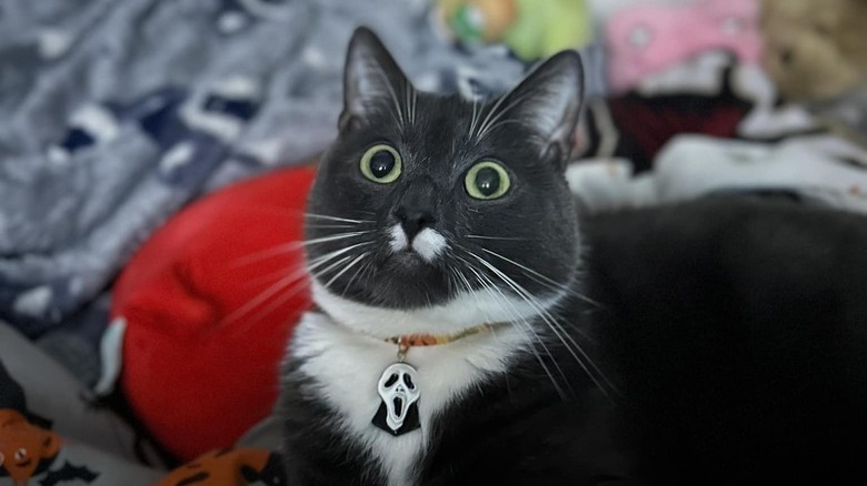 black cat wearing ghostface collar.