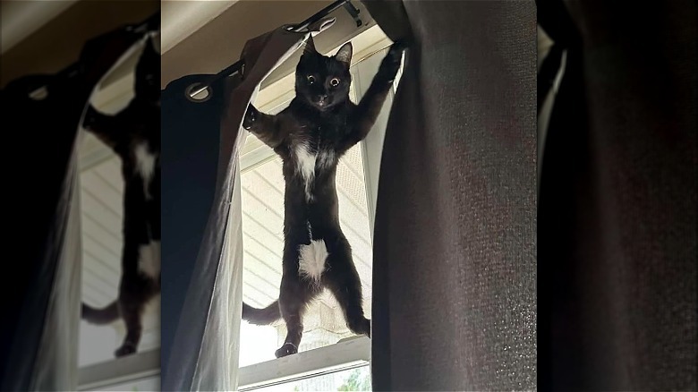 black cat opening curtains.