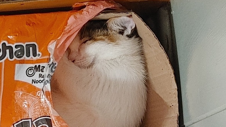 cat sleeping in box.