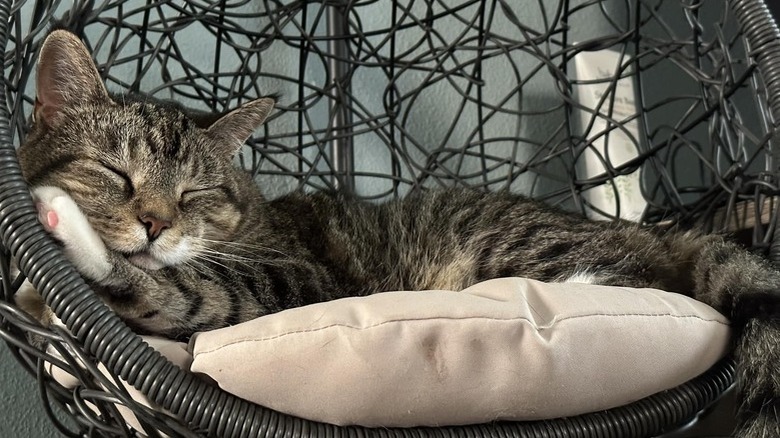 cat sleeping in cat swing.